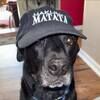 pawztks